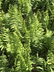 Thelypteris confluens