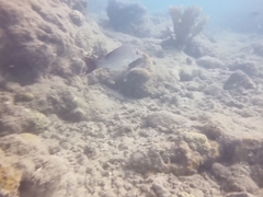 Lutjanus lemniscatus