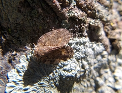 Ricaniidae
