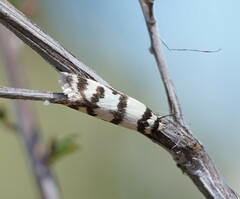 Philobota impletella