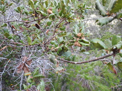 Quercus durata