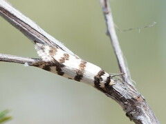 Philobota impletella