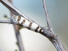 Philobota impletella