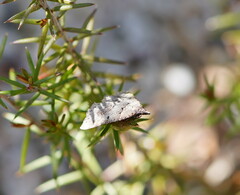 Dichromodes atrosignata