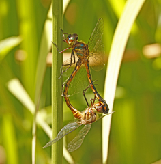 Hemicordulia continentalis