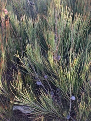 Allocasuarina distyla