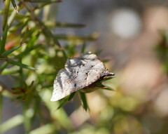 Dichromodes atrosignata