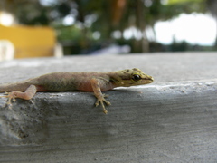 Lygodactylus thomensis thomensis