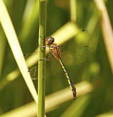 Hemicordulia continentalis