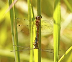 Hemicordulia continentalis