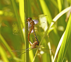Hemicordulia continentalis