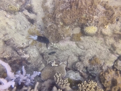 Acanthochromis polyacanthus