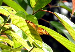 Vagrans sinha