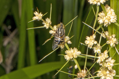 Eristalinus punctulatus
