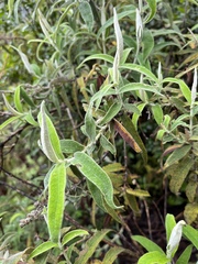 Buddleja salviifolia