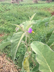 Solanum incanum