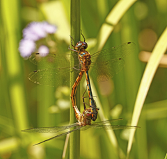 Hemicordulia continentalis