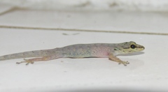 Lygodactylus thomensis thomensis