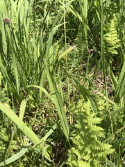 Thelypteris confluens