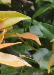 Pseudagrion microcephalum