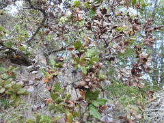 Quercus durata