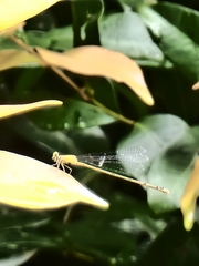Pseudagrion microcephalum