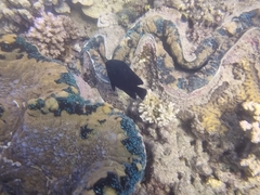 Neoglyphidodon melas