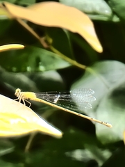 Pseudagrion microcephalum