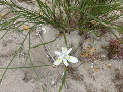 Moraea macrocarpa