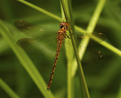 Hemicordulia continentalis