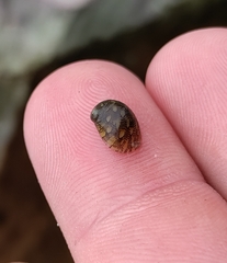 Theodoxus fluviatilis