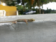 Lygodactylus thomensis thomensis