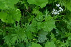 Achillea macrophylla