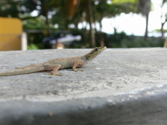 Lygodactylus thomensis thomensis