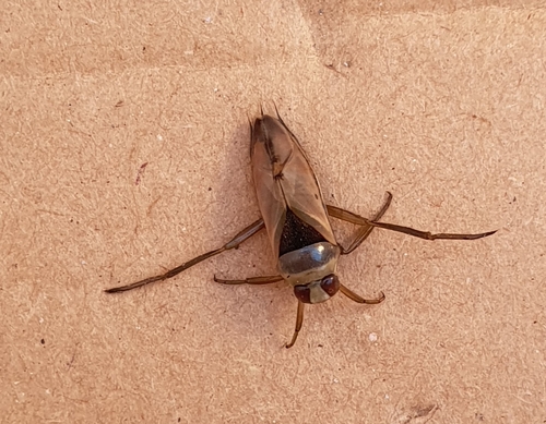 Eurasian Greater Water Boatman, photo 2 of 10