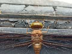 Zyxomma petiolatum