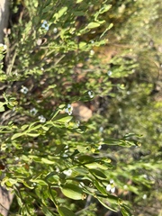 Montinia caryophyllacea