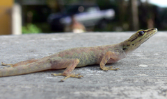 Lygodactylus thomensis thomensis