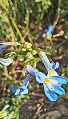 Lobelia comosa