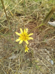 Tragopogon dubius