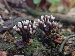 Thelephora