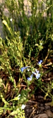 Lobelia comosa