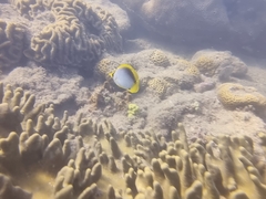 Chaetodon melannotus