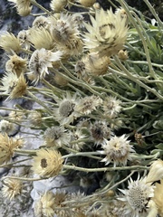 Syncarpha speciosissima