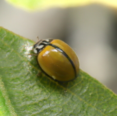 Oenopia cuneata