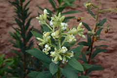 Daphne gnidium