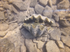 Hippopus hippopus