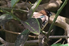 Spermestes cucullata cucullata