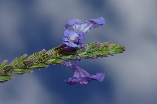 Moroccan Mountain Lavender (Lavandula tenuisecta)
