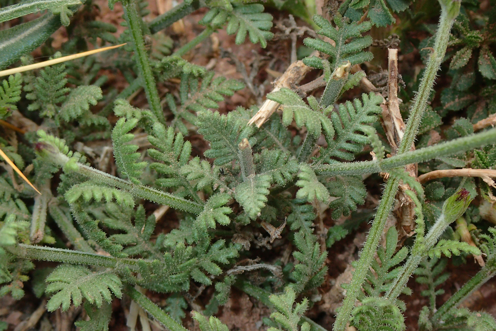 Moroccan Mountain Lavender